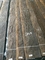Копченая вычисляемая облицовка древесины эвкалипта для внутреннего художественного оформления